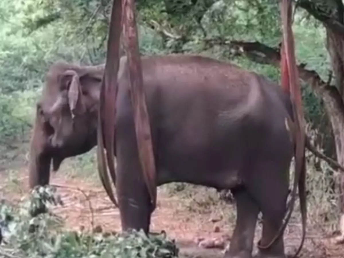 Tale Of A Mother Elephant's Survival In Tamil Nadu Forest Will Brighten Your Day