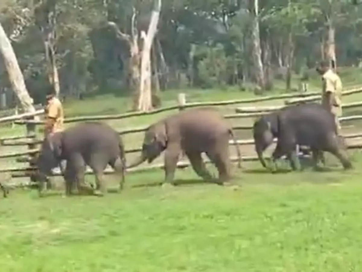 Heartwarming video of orphaned elephant calves in Tamil Nadu goes viral 