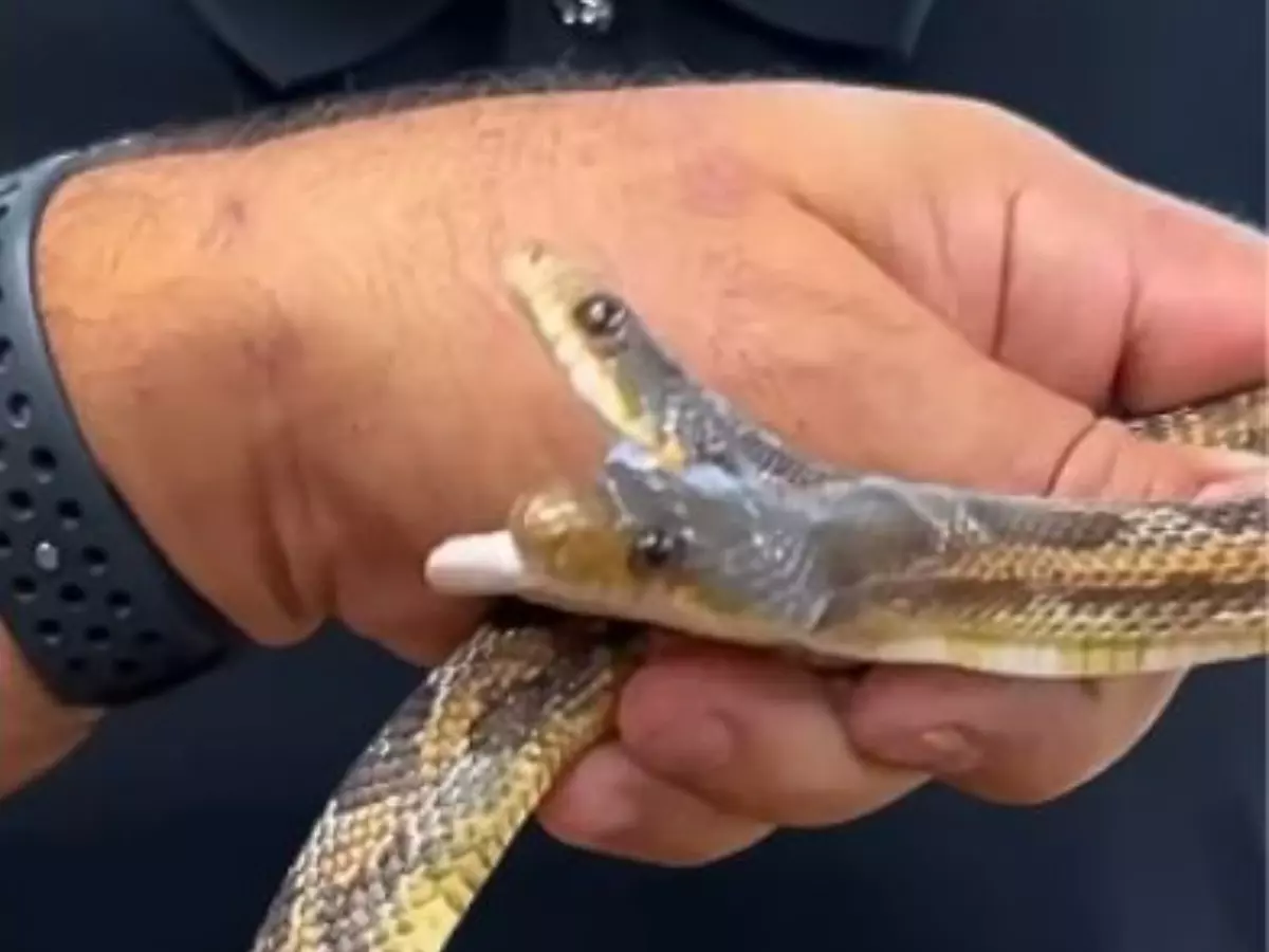 Man fiddles with rare two-headed snake