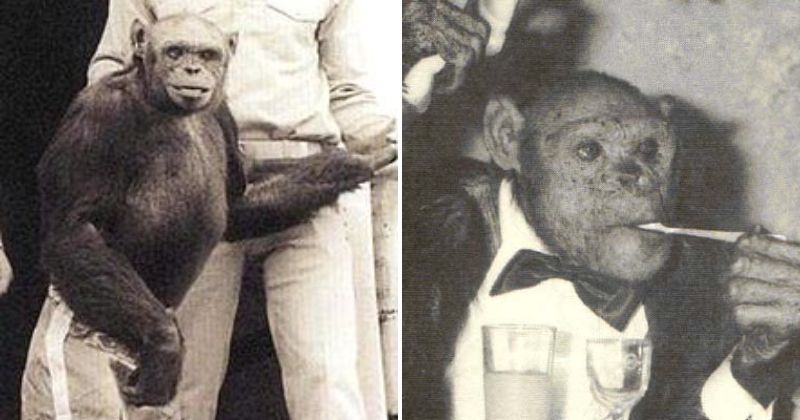 Oliver, a humanzee, left people on the internet shocked