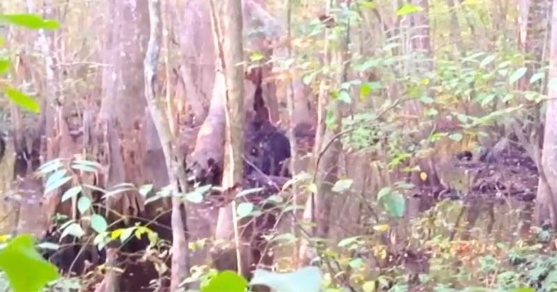 Viral Video Man Captures The Best Footage Of Bigfoot Viral Video Man Captures The Best Footage Of Bigfoot