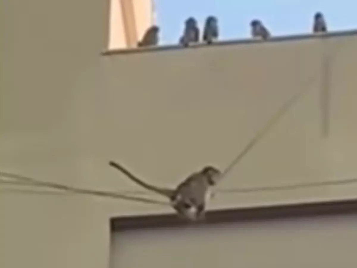 Viral video Monkeys zip-line on electric cables joyously  