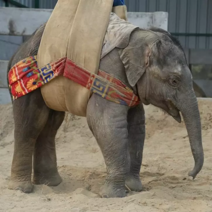 Baby elephant Bani
