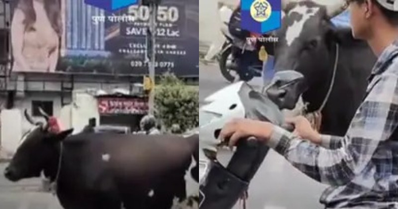 Cow waits patiently at traffic light in Pune, prompts humorous traffic ...