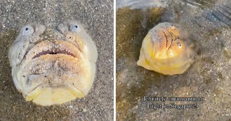 Fish Buried Face Up In Sand Waiting For Prey Is Creeping The Internet Out