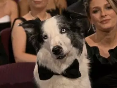  7-year-old dog sitting among the celebrities at the 96th Academy Awards