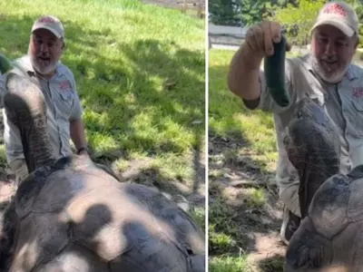 A Delightful Galapagos Tortoise Loves Cucumbers, Even After He Turns 106 Years Old