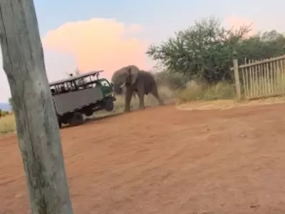 An Elephant Nearly Topples A Safari Vehicle Filled With Tourists