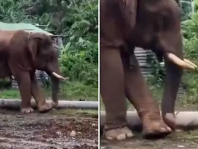 An Elephant Was Caught On Camera Using A Stick To Clean His Toes
