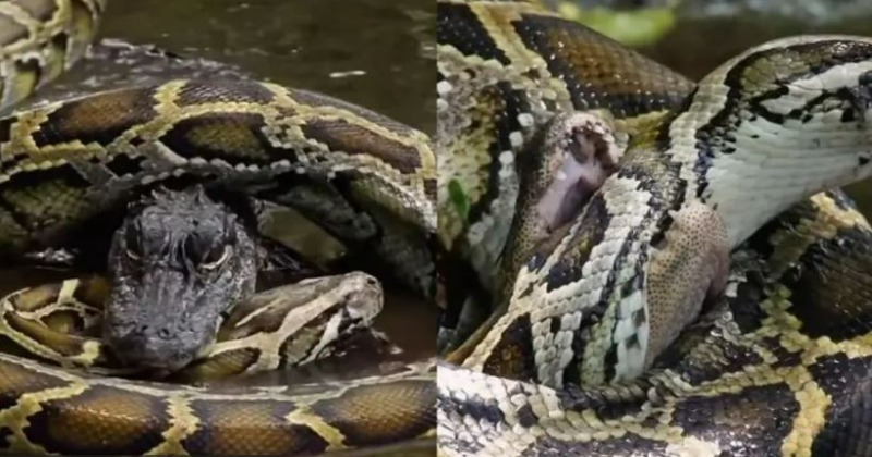 Viral Video: Crocodile Vs Python Battle Leaves Netizens Stunned