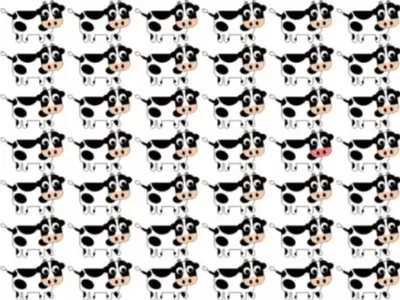 In This Optical Illusion High Intelligence Game, You Must Find The Odd Cow In A Lot Of Herds Of Cows