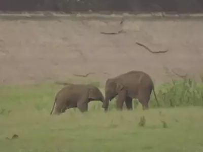 It's Impossible Not To Fall In Love With This Adorable Bond Between Two Baby Elephants