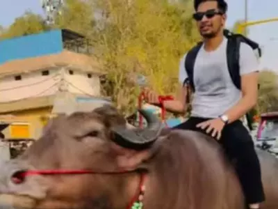 Man Riding Bull Amidst Traffic On Busy Road In Haryana