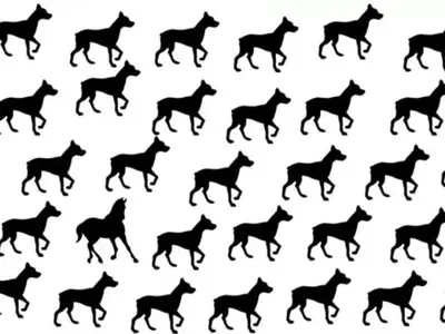 Optical Illusion Can You Spot The Hidden Horse Among Dogs 