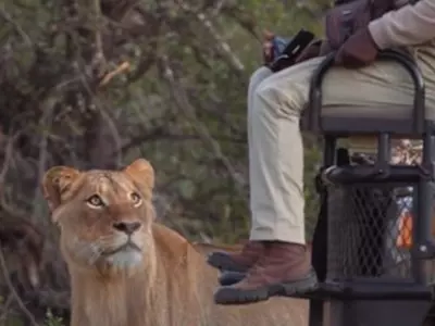 Safari Guides Come Face To Face With A Lion