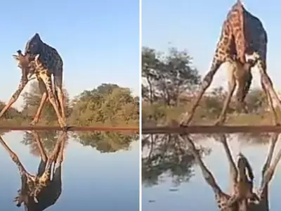 The Internet Goes Nuts Watching This Video Of A Giraffe Balancing Its Body While Trying To Drink Water