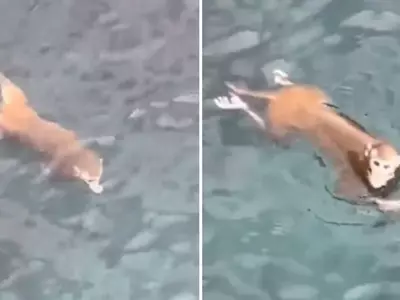 The Internet Is Stunned When A Viral Video Shows A Monkey Swimming Like A Pro