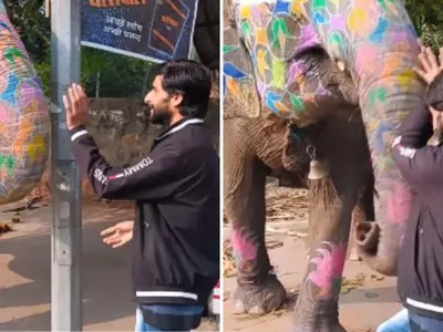 This Viral Video Shows An Elephant Sending A Man Flying After He Gets Too Close To It