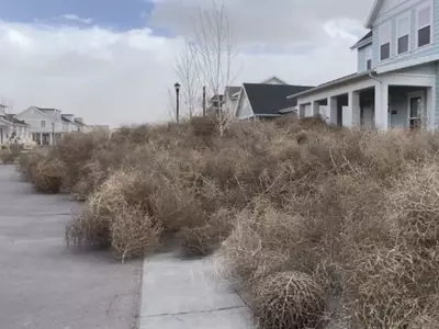 Thousands Of Tumbleweeds Roll In Utah Towns