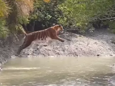 Tiger's Majestic Leap At Sunderbans Wows Internet