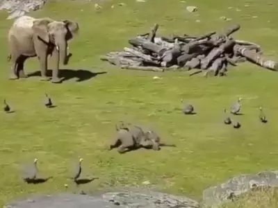 Video Of An Elephant Baby Falling To The Ground While Chasing Birds; Watch It Here