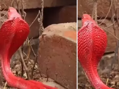 Viral Red Spitting Cobra Video Internet Debates Whether Its Fake Or Real