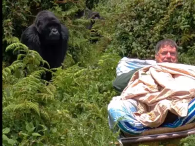 Watch This Fascinatingly Terrifying Video Of A Curious Gorilla Getting Really Close To Man