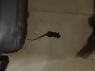 Woman Shocked To Find A Rat Inside Train's AC Compartment