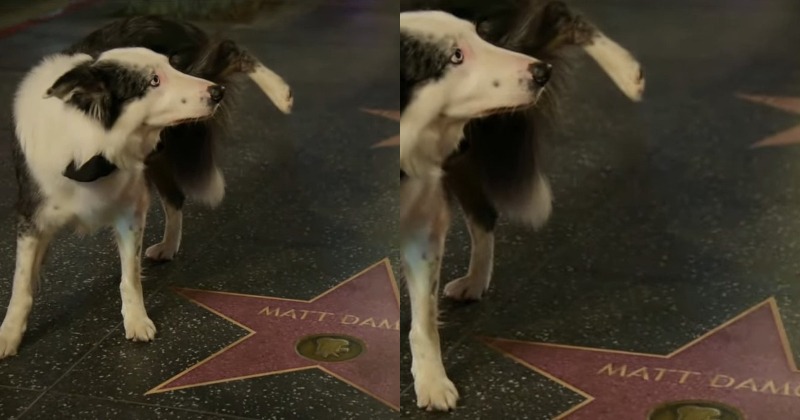 Oscars 2024 Messi Dog From Anatomy Of A Fall Pees On Matt Damon's
