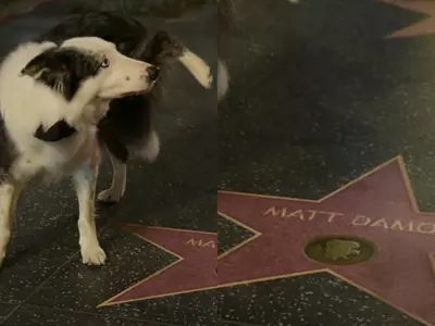 Watch: Messi Dog From Anatomy Of A Fall Pees During Oscars 2024