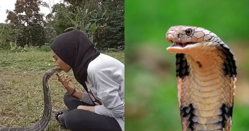 Toxic! Young Girl Shares Intense Kiss With King Cobra In Viral Video ...