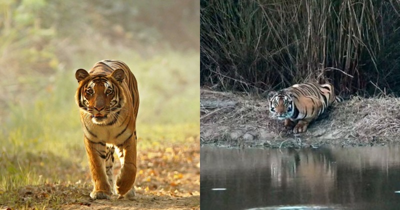 Want To See Tigers In The Wild? Your Best Chance Could Be In Dudhwa Reserve