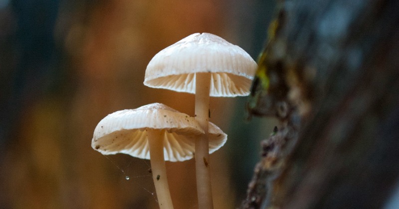 8 Easy Steps To Grow Mushrooms At Home