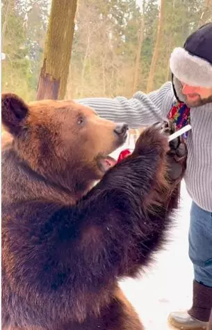 Viral Video: Russian Man Wows Internet By Feeding A Lollipop To His Tame  Giant Bear
