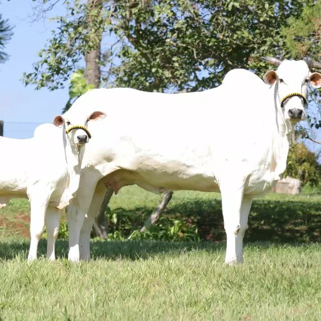 Meet Viatina, World's Most Expensive Cow At Rs 40 Crore, With Roots Of The Breed In India