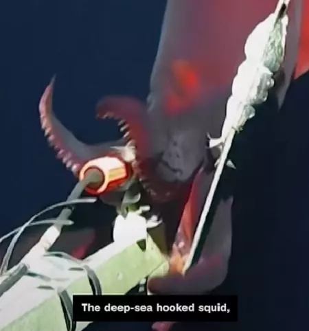 The deep-sea hooked squid (scientific name Taningia danae) is a fascinating cephalopod
