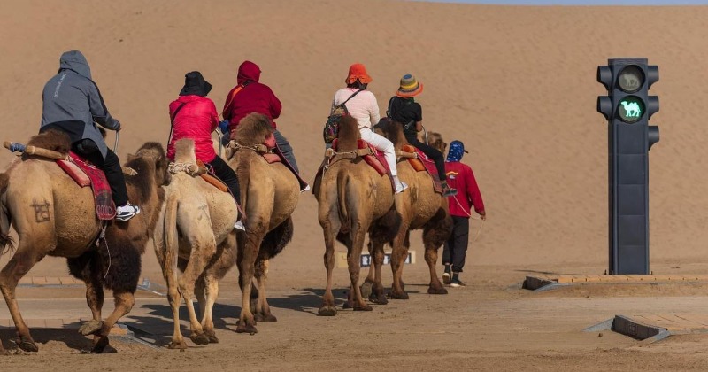 Did You Know That China Has A Traffic Signal For Camels In The Middle 