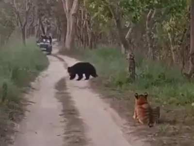 Bear Confronts Tigress