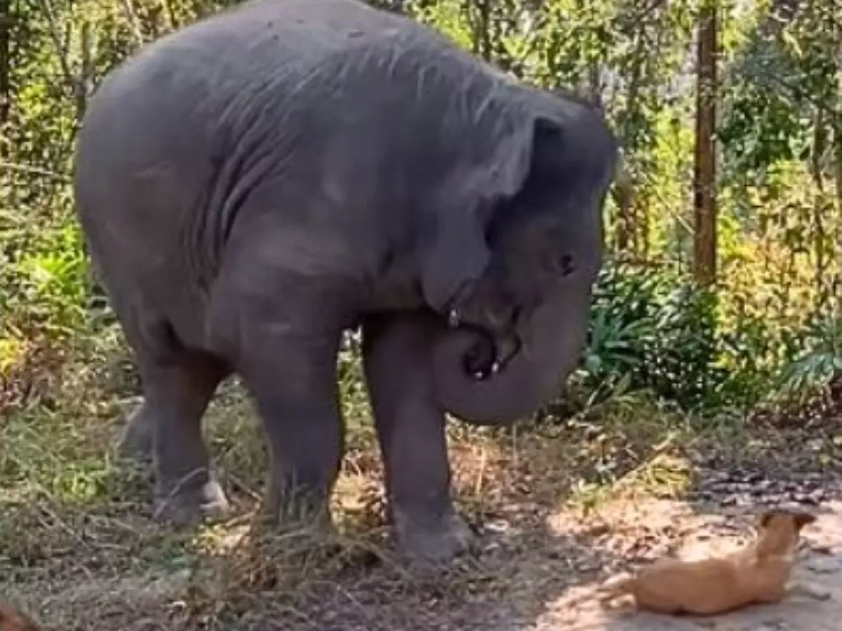 Elephant's Reaction To Bumping Into Sleeping Dog Goes Viral