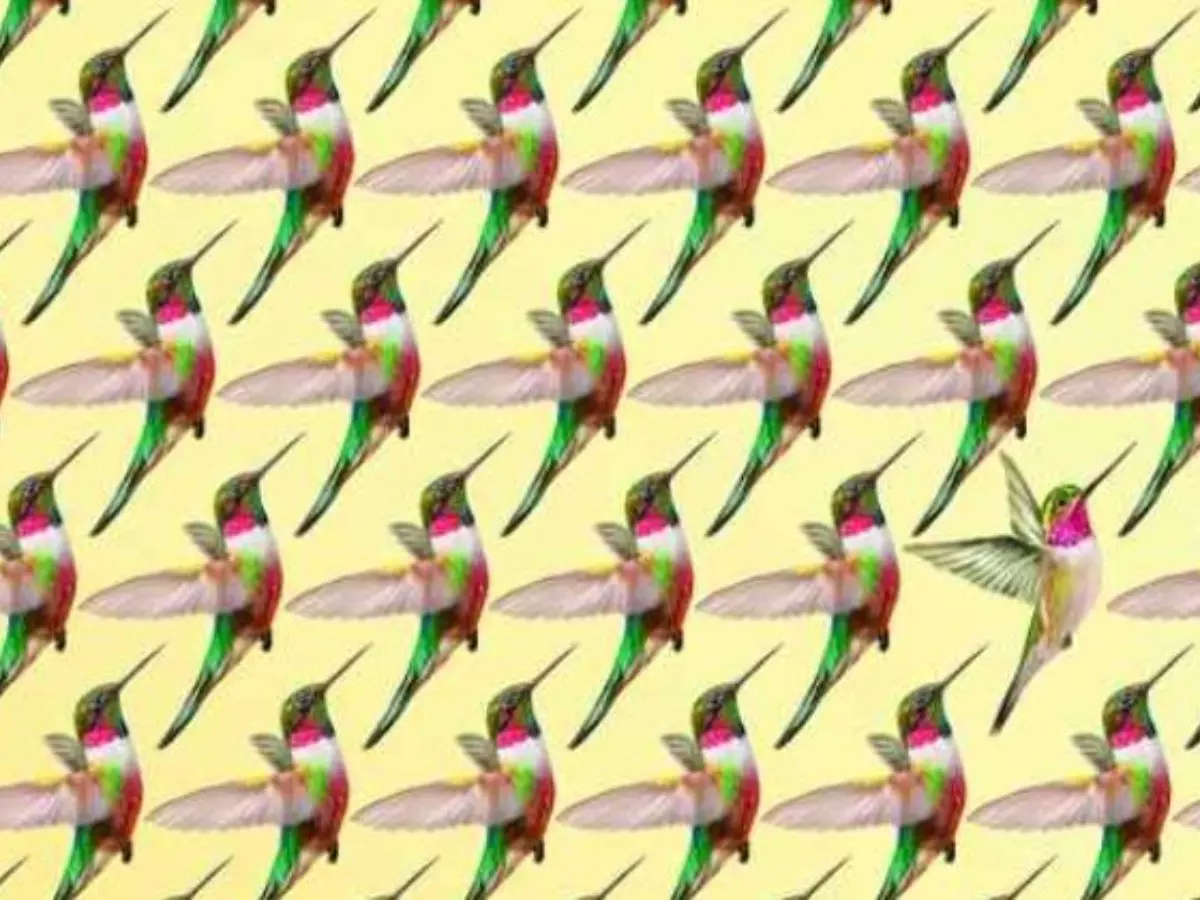 Brain Teaser: Spot The Odd Hummingbird In 13 Seconds