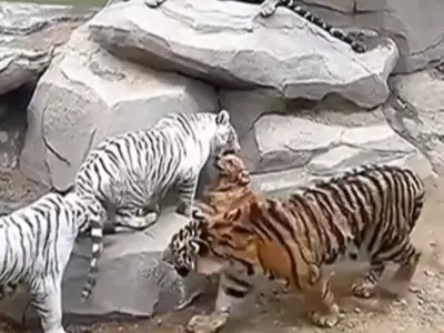 Golden Retriever Adopts And Nurtures Three Tiger Cubs