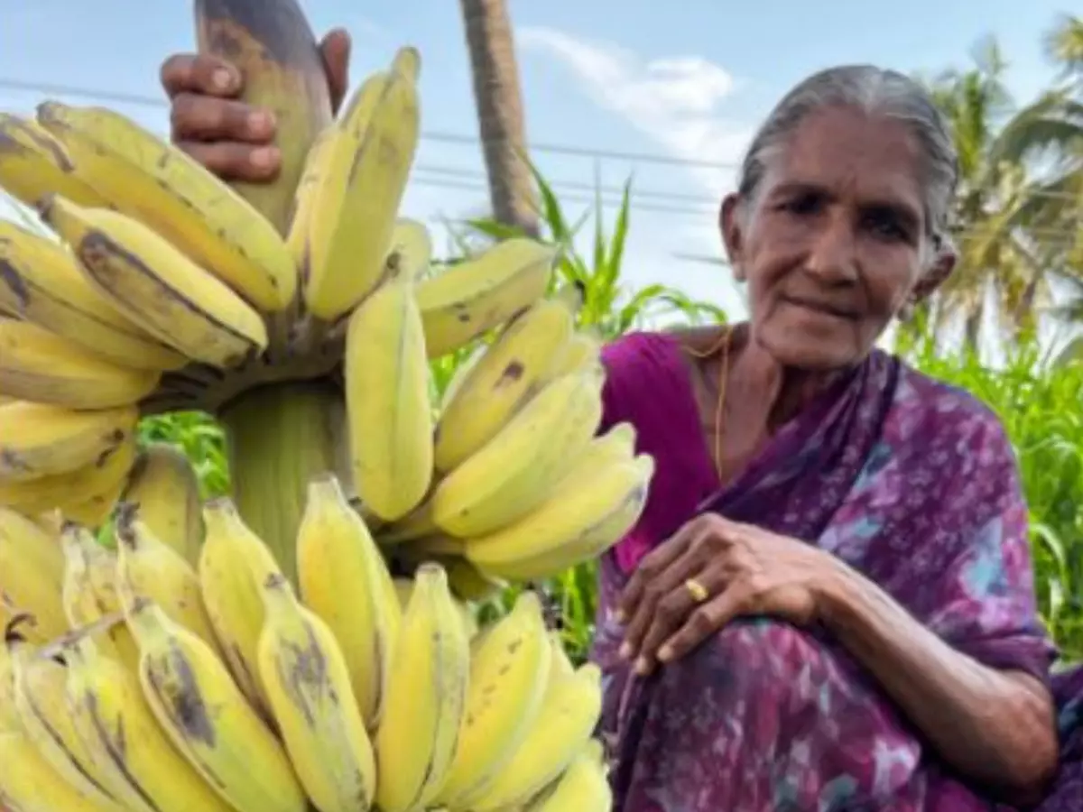 Grandmother's Method To Traditionally Ripe Bananas