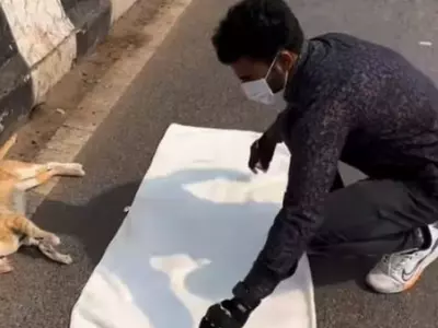 Man Performing Last Rights For Stray Cat Will Touch Your Heart