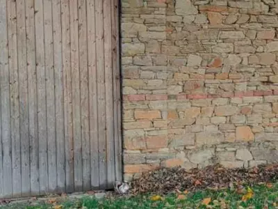Optical Illusion Can You Find The Cat In The Backyard In 7 Seconds 
