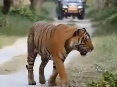 Stunning Footage Of Majestic Tiger Strolling Through The Forest