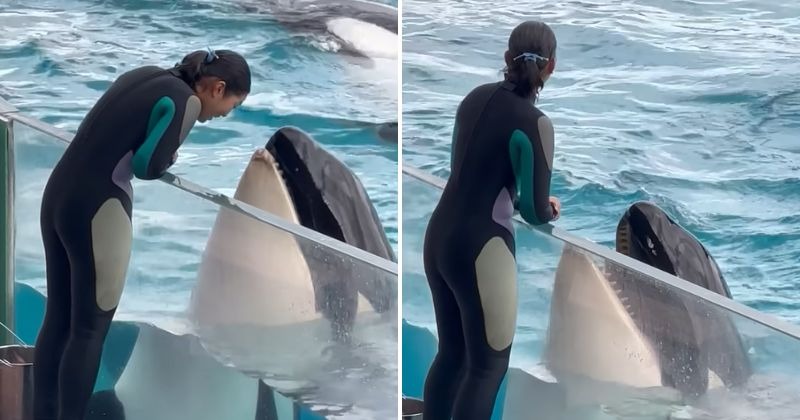 Killer Whale Conspiracy? The Jessica Radcliffe Viral Video Debunked! - ox5075c