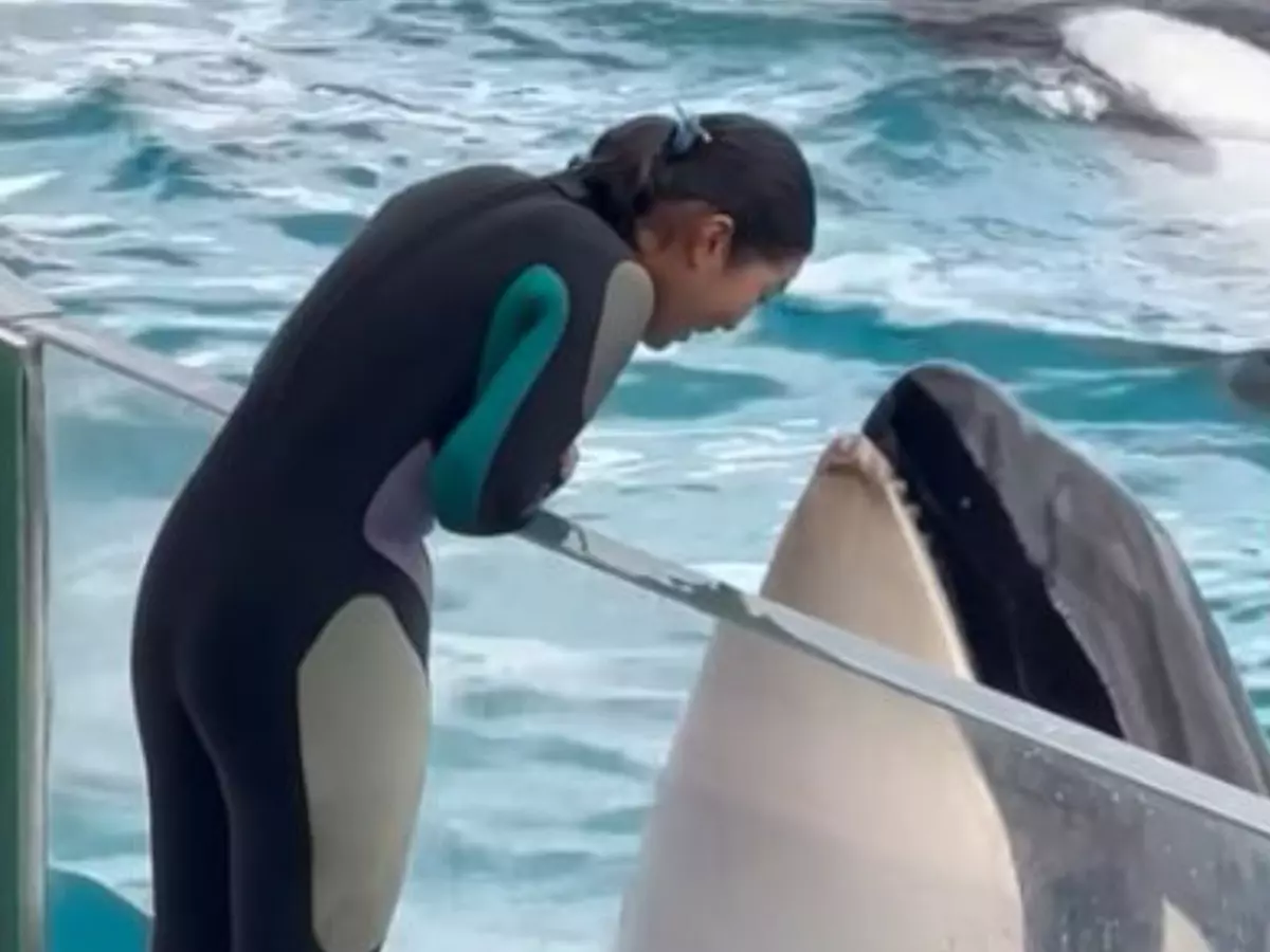 Viral Video Killer Whale Mimics Woman's Movements