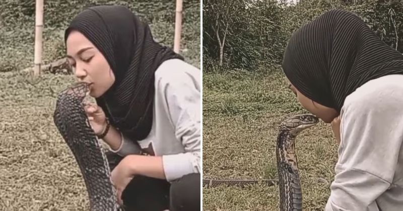 Woman Boldly Kisses King Cobra On The Head, Netizens Call Her ‘Crazy’