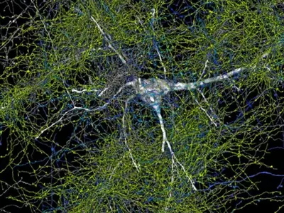 detailed map of human brain