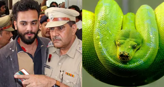 Elvish Yadav Under Investigation: All About The Snake Venom Case